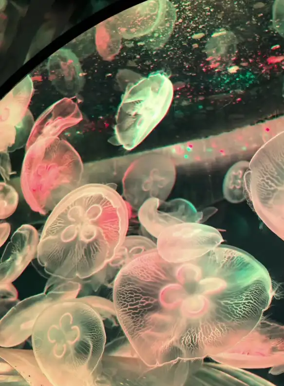 Pink moon jellyfish drifting under warm lights