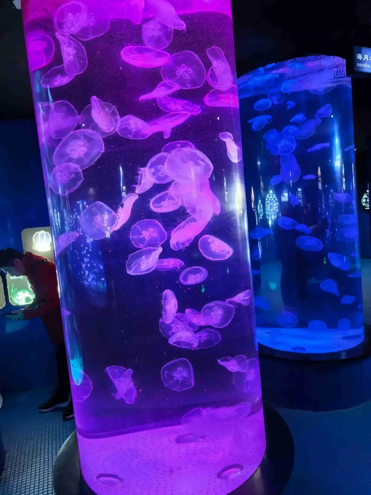 Jellyfish drifting in a tall purple-lit cylinder tank