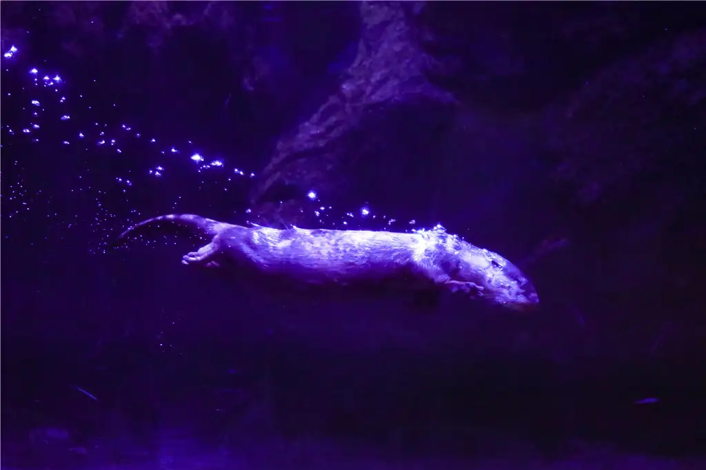 A beluga whale gliding through violet-lit water