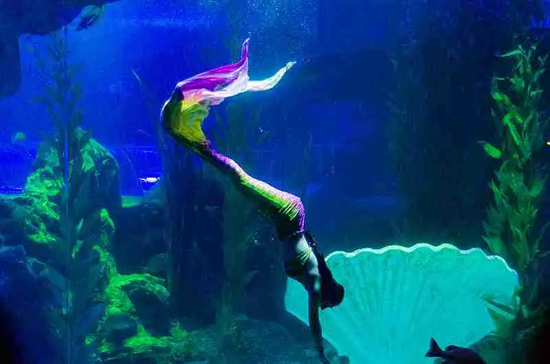 A mermaid performer with a pink-and-teal tail diving underwater
