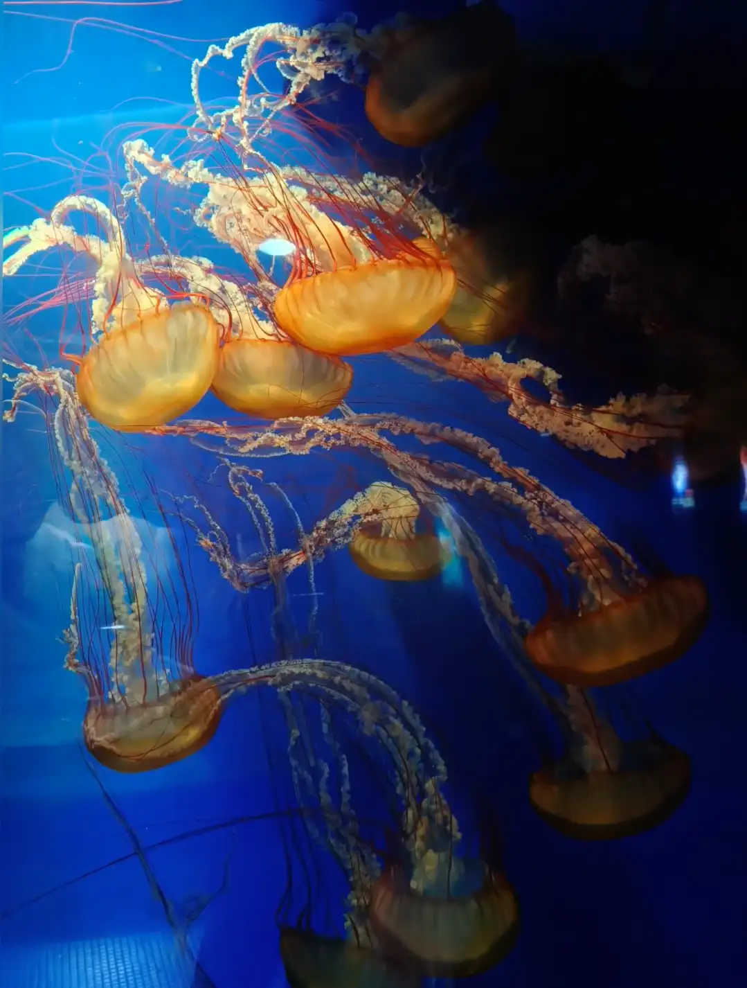 Egg-yolk jellyfish glowing orange in a dark tank