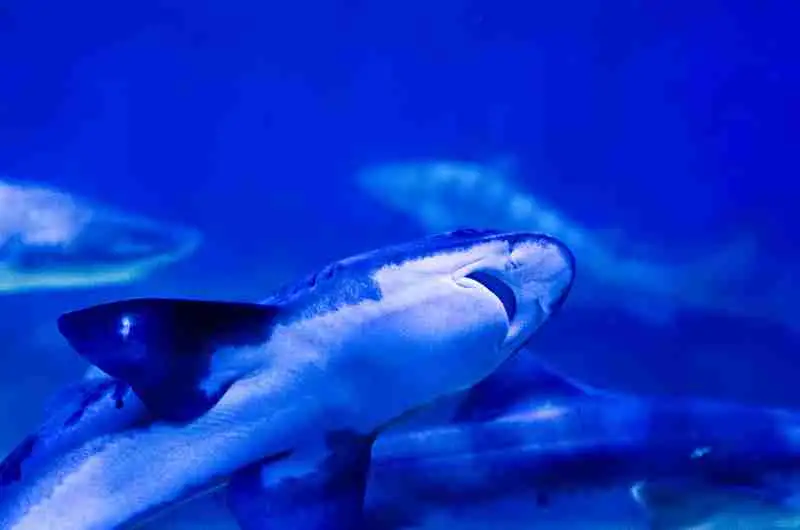 A sandbar shark cruising the bright blue main tank
