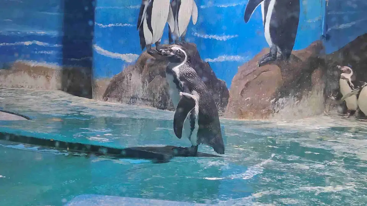 African penguins perched on the rocks of their pool