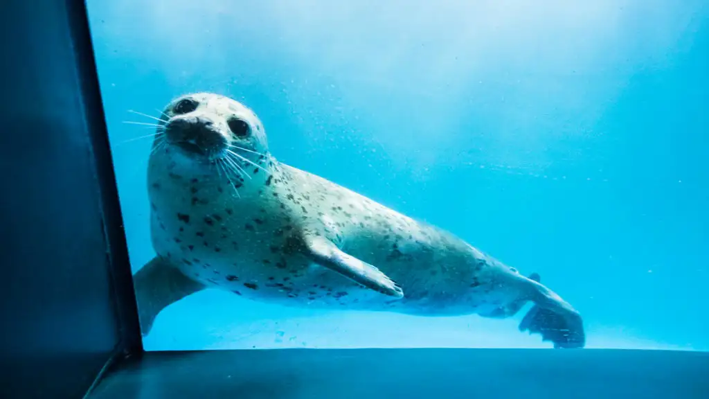A harbor seal looking into the camera from its pool