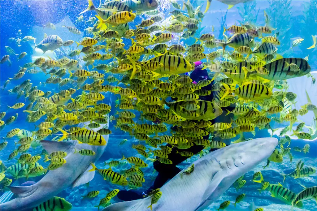 A couple walking the undersea tunnel as fish pass overhead