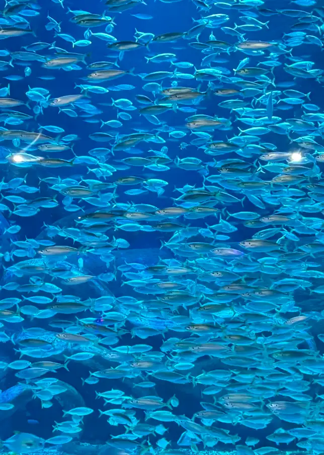 A shimmering school of small blue fish