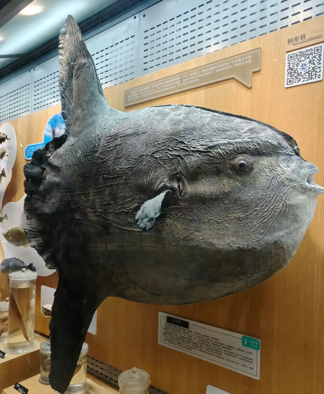 A life-size ocean sunfish (Mola mola) model in the specimen hall
