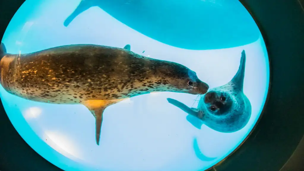 A seal swimming past a round underwater window