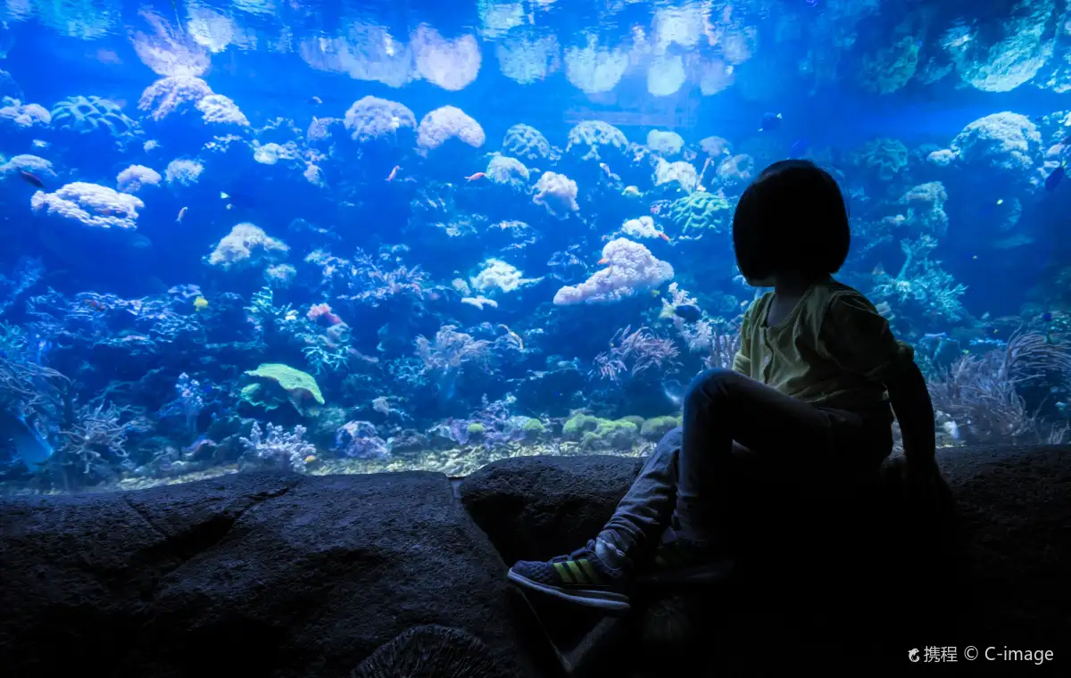 Best Time to Visit Qingdao Underwater World (Crowds, Shows & Seasons)