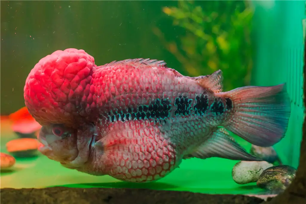 A flowerhorn cichlid in the freshwater hall